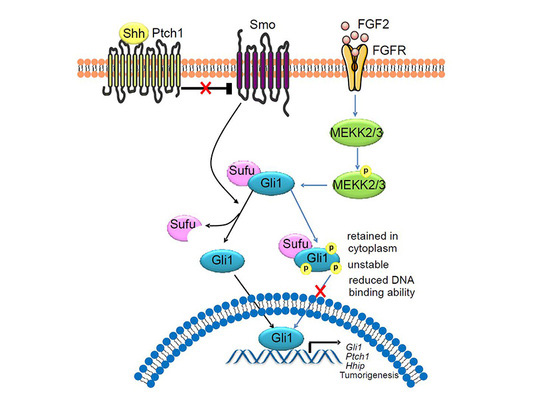 Oncogene：Hedgehog信號通路抑制關(guān)鍵機制