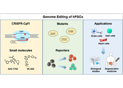 Nature子刊：人多能干細(xì)胞CRISPR-Cpf1精準(zhǔn)基因編輯新技術(shù)