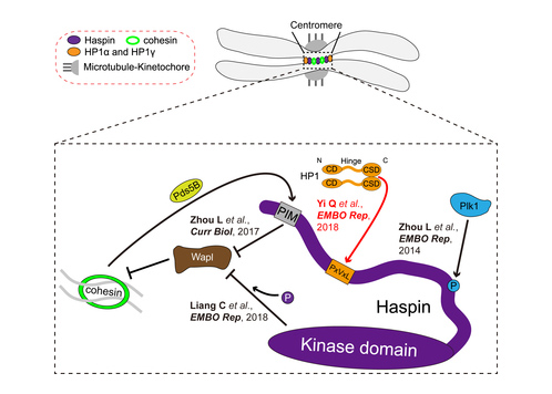 EMBO Reports系列文章系統(tǒng)闡述調(diào)控染色體穩(wěn)定性的新機制