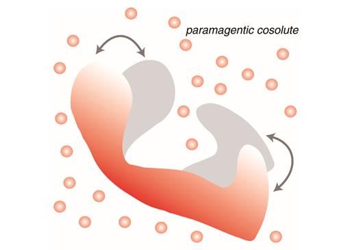 上海生科院揭示IL-12p40在干細(xì)胞骨修復(fù)中的作用機(jī)制