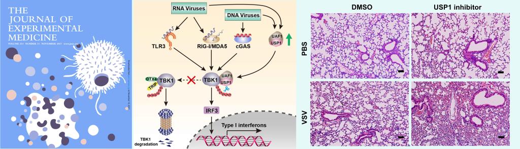 山東大學(xué)趙偉教授最新文章獲抗病毒免疫研究新進(jìn)展