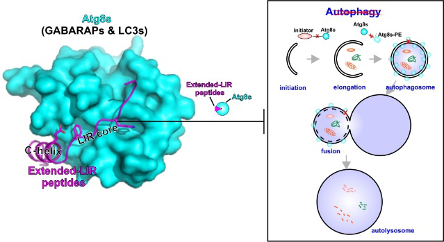Nature子刊：細(xì)胞自噬的強(qiáng)效及特異性抑制短肽