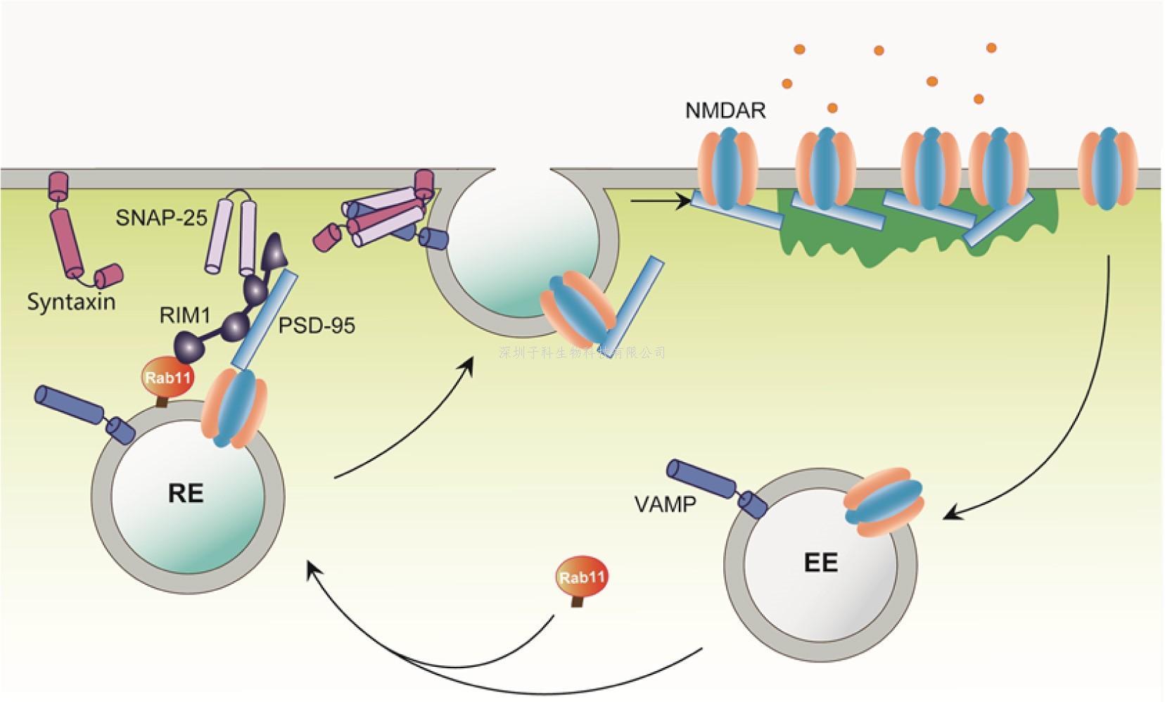 Nature子刊：NMDA受體運(yùn)輸?shù)恼{(diào)控機(jī)制