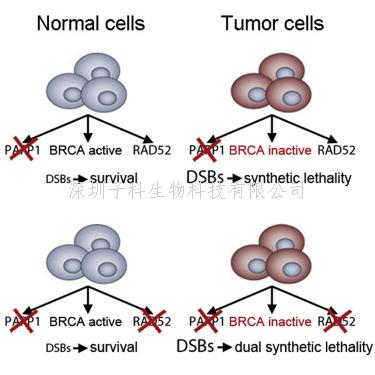 雙重靶向DNA修復(fù)機(jī)制，根除癌細(xì)胞