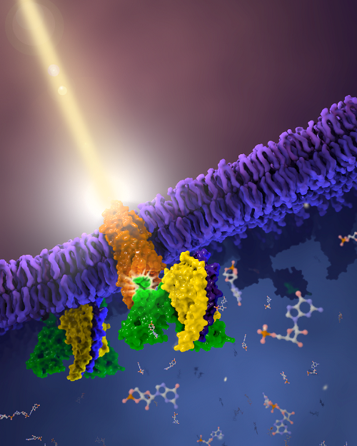 中科院學(xué)者最新Nature：G蛋白偶聯(lián)受體信號(hào)轉(zhuǎn)導(dǎo)新發(fā)現(xiàn)