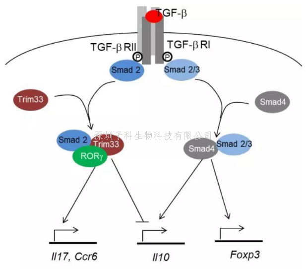 生命中心 PI 董晨課題組發(fā)文報(bào)道致病性 Th17 細(xì)胞調(diào)控新機(jī)制