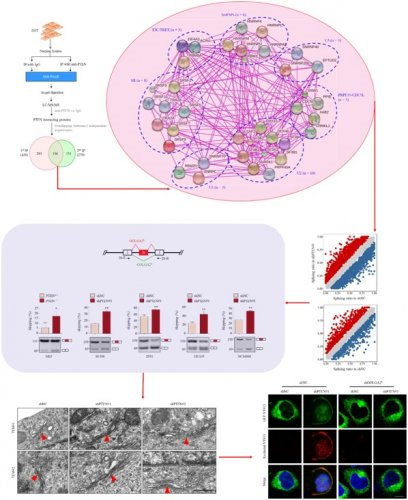 抑癌因子PTEN作用新機(jī)制：調(diào)控RNA剪接影響高爾基體
