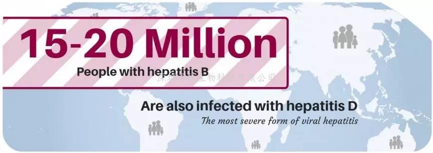 全球首個(gè)HDV遺傳易感性小鼠模型