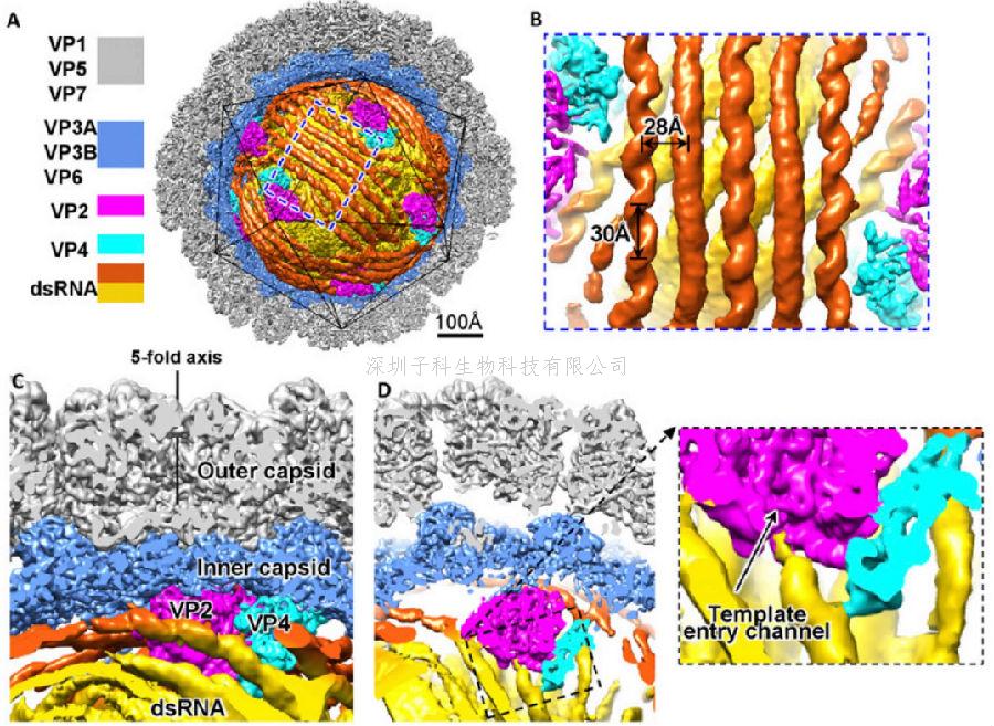 PNAS：雙鏈RNA病毒衣殼內(nèi)部的核酸和聚合酶復(fù)合物結(jié)構(gòu)