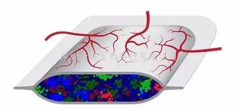 深圳大學兩位教授Diabetes發(fā)文：決定胰島前體細胞分化的關鍵因子