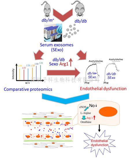 香港中文大學學者發(fā)現(xiàn)糖尿病血管內皮功能損傷的新機制