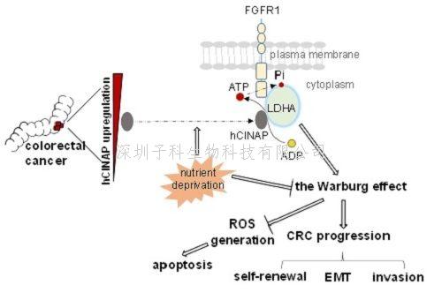 Nature子刊：結直腸癌干細胞自我更新的新機制