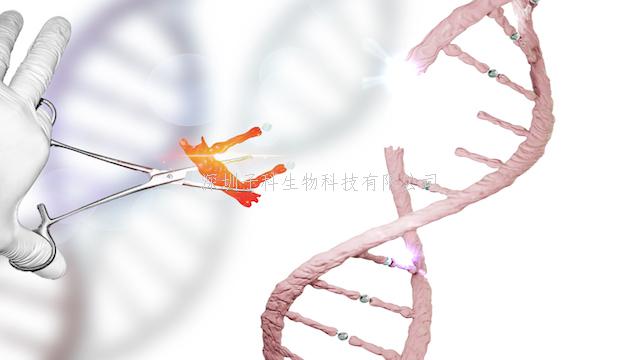 Cell：表觀遺傳新關(guān)注點—mRNA修飾