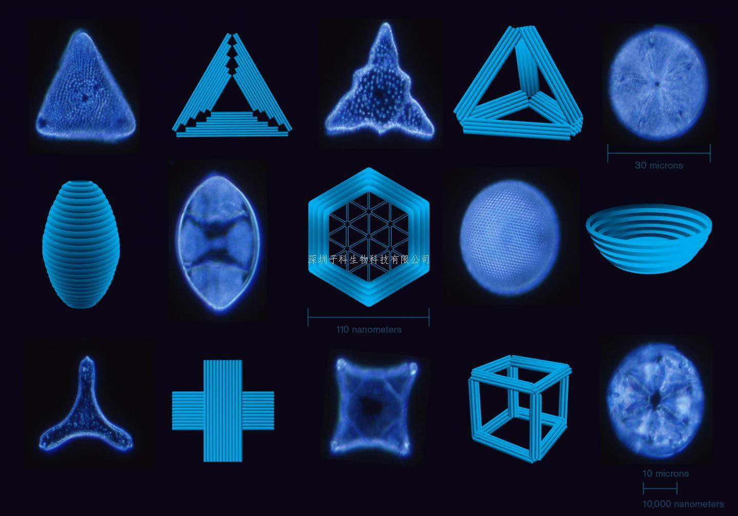 百人學(xué)者最新Nature文章：破解DNA折紙難題