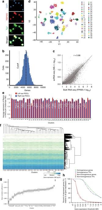 單細胞RNA測序發(fā)現(xiàn)新視網(wǎng)膜神經(jīng)節(jié)細胞亞型