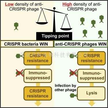 反CRISPR噬菌體合作克服CRISPR-Cas免疫