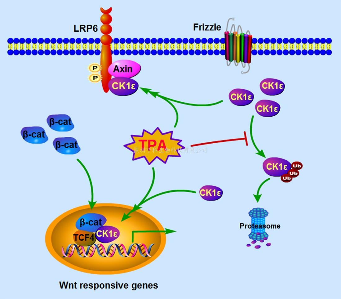 深圳大學(xué)PNAS發(fā)表首發(fā)性成果：Wnt信號(hào)通路激活的新穎機(jī)理