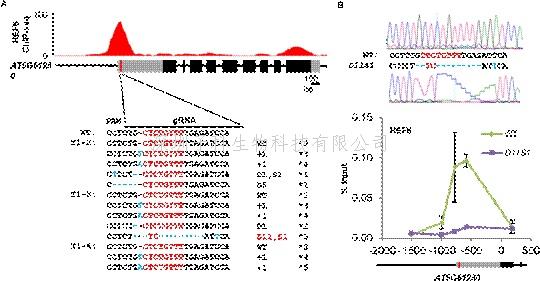 中山大學(xué)最新文章：CRISPR/Cas9技術(shù)在植物體內(nèi)驗(yàn)證DNA基序