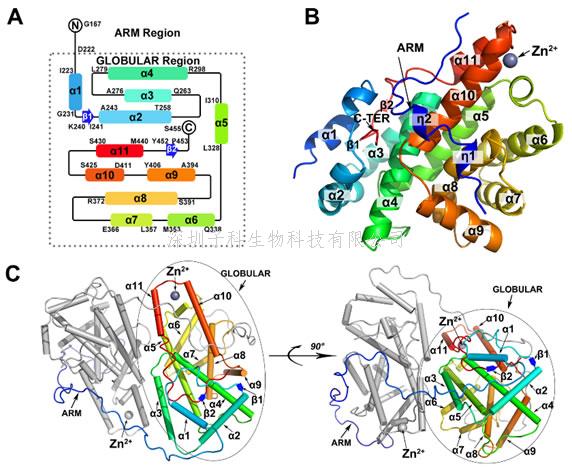 武漢大學(xué)PLoS Pathogens解析KSHV重要功能蛋白ORF57結(jié)構(gòu)