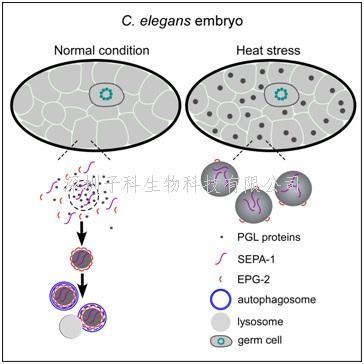 張宏研究員發(fā)表Cell文章：相變調(diào)節(jié)自噬降解的機(jī)制