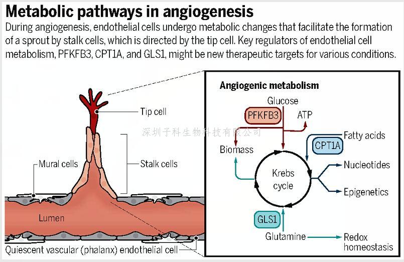 中山大學(xué)學(xué)者聯(lián)合發(fā)表Nature，Science：揭示血管研究新機(jī)制