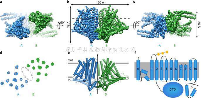 北大學者Nature子刊發(fā)布新型機械力敏感離子通道作用機制