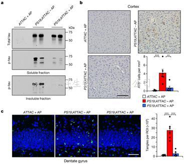 Nat Commun：抗癌藥聯(lián)合青蒿素，雙管齊下攻克耐藥瘧原蟲(chóng)！