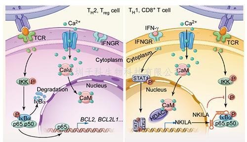 Nature子刊：LncRNA調(diào)控腫瘤免疫新機(jī)制