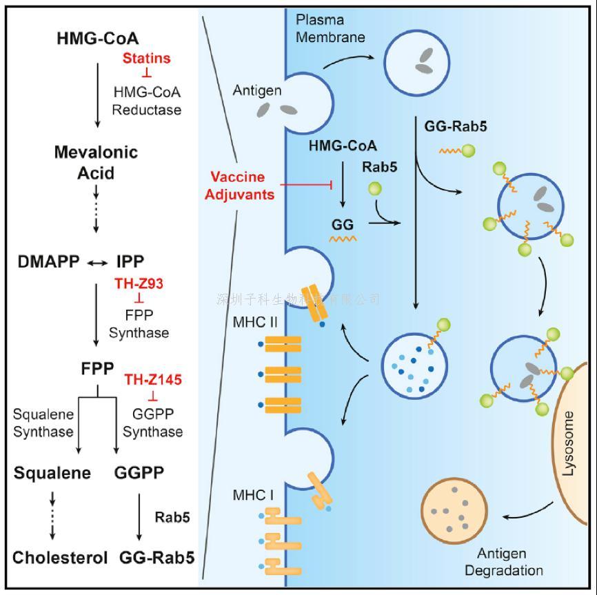 清華大學(xué)藥學(xué)院發(fā)表Cell文章：甲羥戊酸通路抑制劑作為疫苗佐劑的新機(jī)制