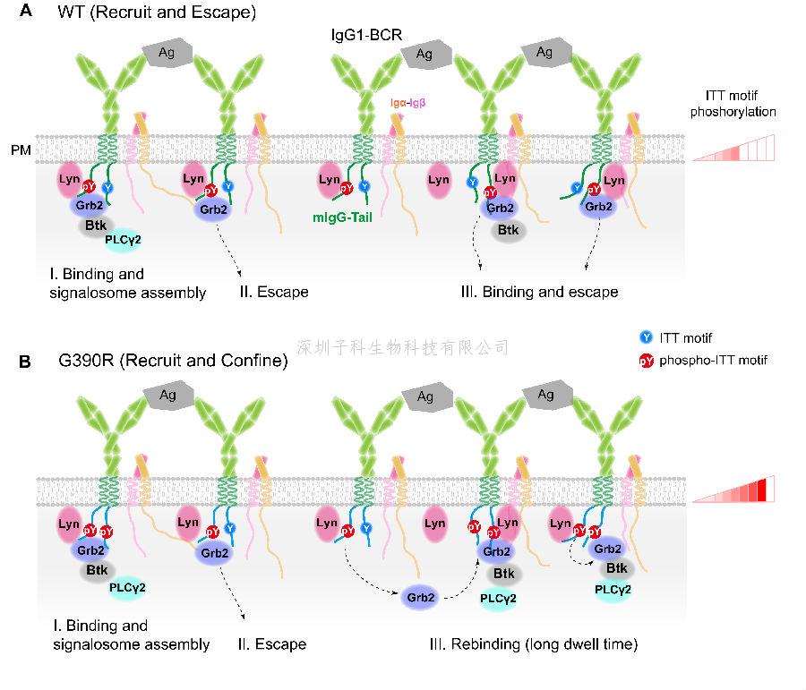 清華大學(xué)劉萬里發(fā)表Science文章：調(diào)控B淋巴細(xì)胞活化和分化的新機(jī)制