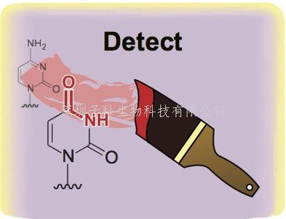 Nature子刊：改進(jìn)幾十年前的新方法 破譯DNA表觀遺傳密碼