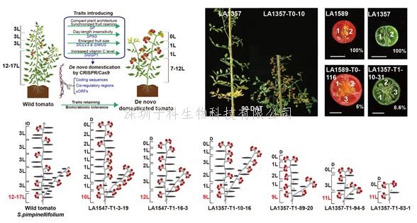 兩篇Nature Biotechnology發(fā)布中科院基因編輯研究新成果