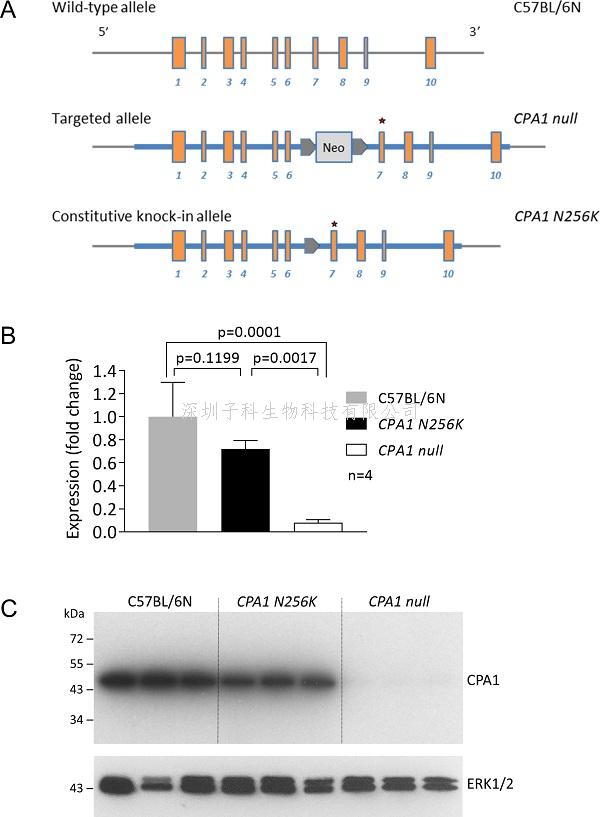 《Gut》論文深度解讀：CPA1突變?nèi)绾我l(fā)慢性胰腺炎