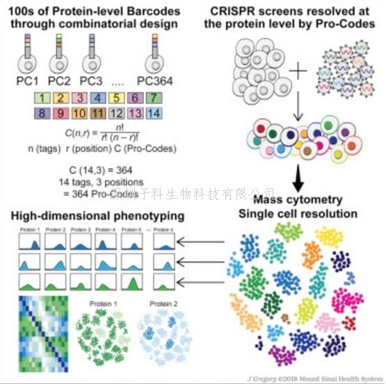 Cell：新基因條碼技術(shù) 識(shí)別關(guān)鍵癌癥免疫基因