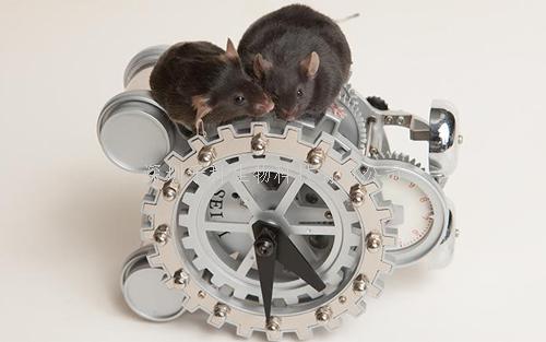 晝夜節(jié)律研究領(lǐng)域知名科學(xué)家Cell發(fā)布代謝信號(hào)通路的新機(jī)制