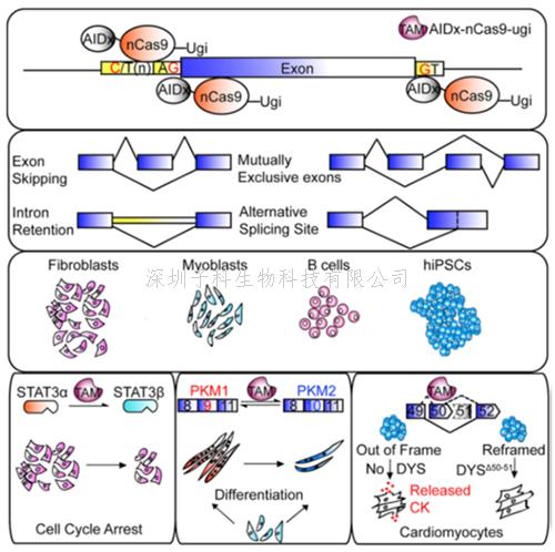 調(diào)節(jié)RNA剪接研究的一個(gè)通用的CRISPR遺傳調(diào)控平臺(tái)
