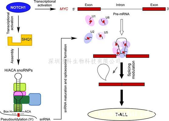 武漢大學(xué)Nature子刊發(fā)文：RNA異常剪接在癌癥中作用新機(jī)制