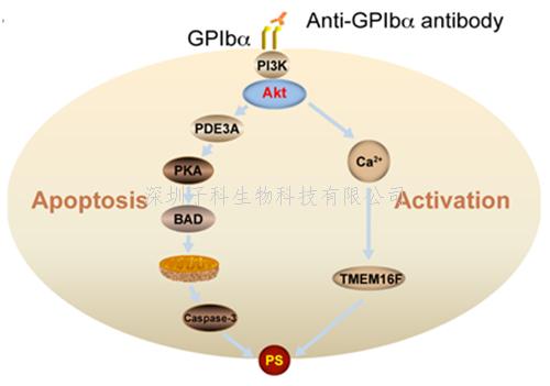 蘇州大學(xué)PNAS發(fā)文：免疫性血小板減少癥的發(fā)生新機(jī)制