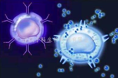 最新發(fā)現(xiàn)：巨噬細(xì)胞釋放的外泌體引發(fā)癌細(xì)胞微環(huán)境免疫失衡