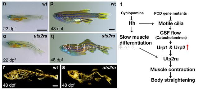中國海洋大學(xué)最新發(fā)表Nature Genetics文章