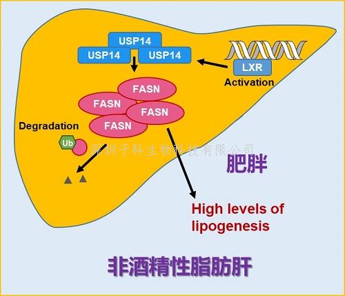 湖北理工學院發(fā)表Nature子刊文章：去泛素化酶的重要新作用