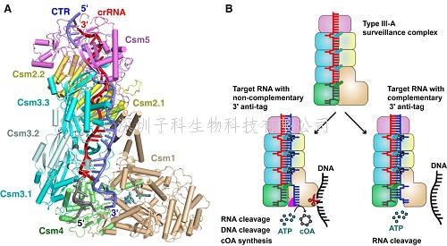 中國學者最新Cell文章：III型CRISPR-Cas系統(tǒng)免疫機制
