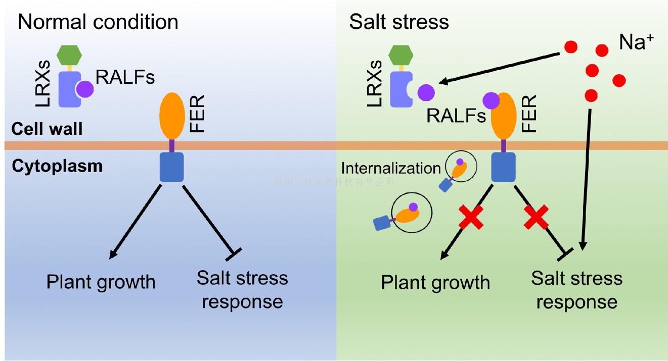 朱健康最新發(fā)表PNAS：細(xì)胞壁蛋白調(diào)控植物耐鹽的新機制