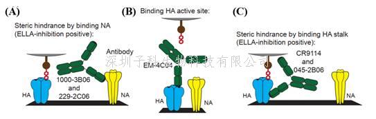 中山大學(xué)陳耀慶發(fā)文：流感HA-Stalk抗體發(fā)揮保護作用的另一種新機制