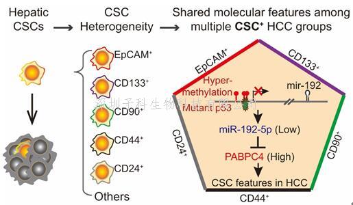 浙江大學(xué)Cancer Res發(fā)現(xiàn)了一條多類肝癌腫瘤干細(xì)胞陽性患者共有的通路