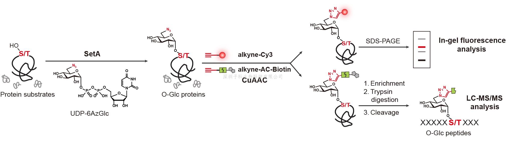 Nature子刊：化學(xué)酶法標(biāo)記發(fā)現(xiàn)新型O-糖基轉(zhuǎn)移酶機(jī)理