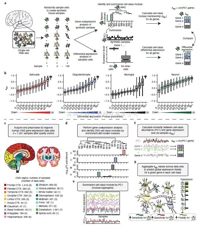 Nature子刊：新技術(shù)揭示神經(jīng)細(xì)胞的核心轉(zhuǎn)錄特征