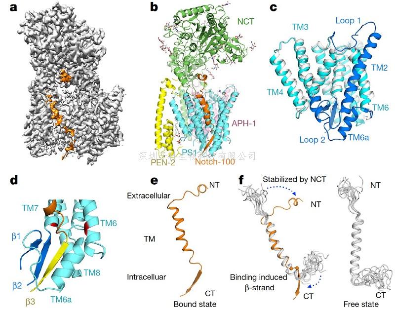 施一公研究組Nature，Science分別報道人體γ-分泌酶 與重要底物Notch和APP復合物的高分辨率三維結(jié)構(gòu)