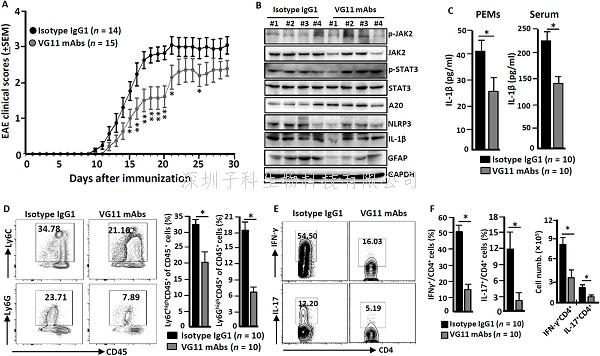 陸軍軍醫(yī)大學陳永文和吳玉章團隊發(fā)表VSIG4新成果