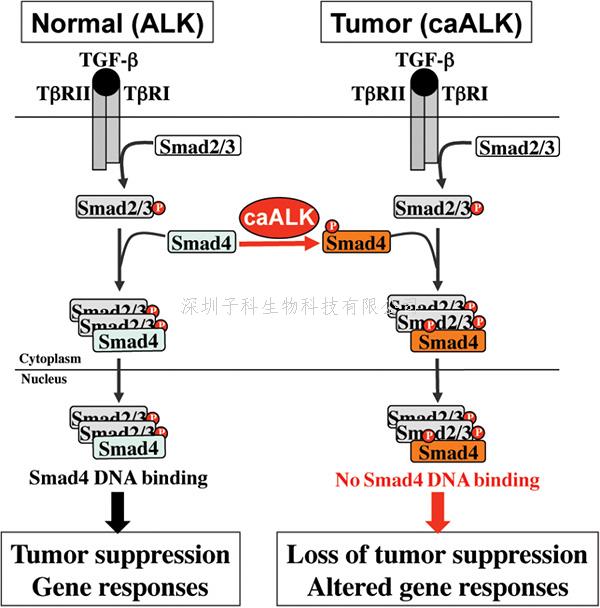 蛋白修飾導致經(jīng)典癌癥通路失活 Nature子刊發(fā)文闡明癌癥發(fā)生的新機制